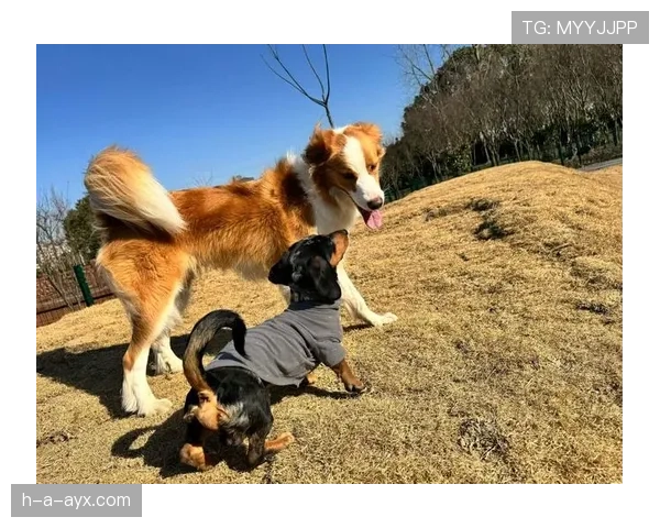 谌龙退役后住进月租8万的上海顶层复式，每天5点起床遛狗